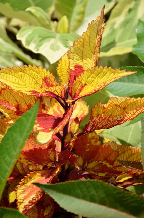 Solenostemon x 'Jaune et Rouge' (2)